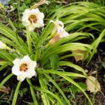 04.08.2021. Kielce. Ogród Botaniczny / Anna Kwapisz / Radio Kielce