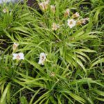 04.08.2021. Kielce. Ogród Botaniczny / Anna Kwapisz / Radio Kielce