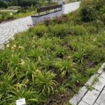 04.08.2021. Kielce. Ogród Botaniczny / Anna Kwapisz / Radio Kielce