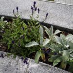 04.08.2021. Kielce. Ogród Botaniczny / Anna Kwapisz / Radio Kielce