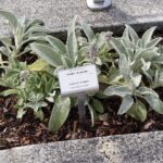 04.08.2021. Kielce. Ogród Botaniczny / Anna Kwapisz / Radio Kielce