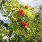 04.08.2021. Kielce. Ogród Botaniczny / Anna Kwapisz / Radio Kielce