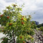 04.08.2021. Kielce. Ogród Botaniczny / Anna Kwapisz / Radio Kielce