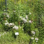 04.08.2021. Kielce. Ogród Botaniczny / Anna Kwapisz / Radio Kielce