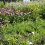 04.08.2021. Kielce. Ogród Botaniczny / Anna Kwapisz / Radio Kielce