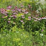 04.08.2021. Kielce. Ogród Botaniczny / Anna Kwapisz / Radio Kielce