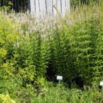 04.08.2021. Kielce. Ogród Botaniczny / Anna Kwapisz / Radio Kielce