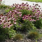 04.08.2021. Kielce. Ogród Botaniczny / Anna Kwapisz / Radio Kielce