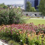 04.08.2021. Kielce. Ogród Botaniczny / Anna Kwapisz / Radio Kielce