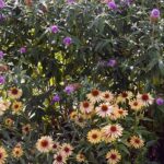 04.08.2021. Kielce. Ogród Botaniczny / Anna Kwapisz / Radio Kielce