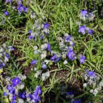 04.08.2021. Kielce. Ogród Botaniczny / Anna Kwapisz / Radio Kielce