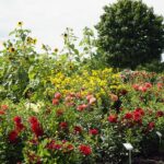 04.08.2021. Kielce. Ogród Botaniczny / Anna Kwapisz / Radio Kielce