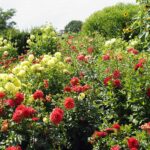 04.08.2021. Kielce. Ogród Botaniczny / Anna Kwapisz / Radio Kielce