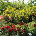 04.08.2021. Kielce. Ogród Botaniczny / Anna Kwapisz / Radio Kielce