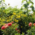 04.08.2021. Kielce. Ogród Botaniczny / Anna Kwapisz / Radio Kielce