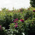 04.08.2021. Kielce. Ogród Botaniczny / Anna Kwapisz / Radio Kielce