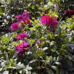 04.08.2021. Kielce. Ogród Botaniczny / Anna Kwapisz / Radio Kielce