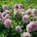 04.08.2021. Kielce. Ogród Botaniczny / Anna Kwapisz / Radio Kielce