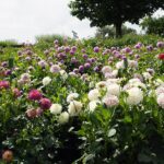 04.08.2021. Kielce. Ogród Botaniczny / Anna Kwapisz / Radio Kielce