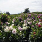 04.08.2021. Kielce. Ogród Botaniczny / Anna Kwapisz / Radio Kielce