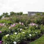 04.08.2021. Kielce. Ogród Botaniczny / Anna Kwapisz / Radio Kielce