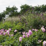 04.08.2021. Kielce. Ogród Botaniczny / Anna Kwapisz / Radio Kielce