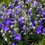 04.08.2021. Kielce. Ogród Botaniczny / Anna Kwapisz / Radio Kielce