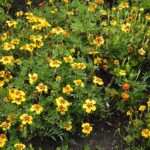 04.08.2021. Kielce. Ogród Botaniczny / Anna Kwapisz / Radio Kielce