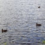 11.08.2021. Kielce. Zalew / Anna Kwapisz / Radio Kielce