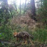 Szczenię Bartka / Fundacja Save