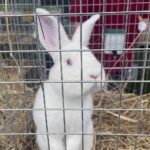 08.08.2021. Tokarnia. „Niedziela ze św. Franciszkiem” / Iwona Murawska / Radio Kielce