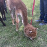 08.08.2021. Tokarnia. „Niedziela ze św. Franciszkiem” / Iwona Murawska / Radio Kielce