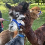 08.08.2021. Tokarnia. „Niedziela ze św. Franciszkiem” / Iwona Murawska / Radio Kielce