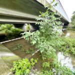 31.08.2021. Kielce Słowik. Przekroczony stan alarmowy na Bobrzy / Jarosław Kubalski / Rado Kielce