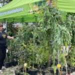 21.08.2021. Bałtów. XIV Święto Pszczoły / Anna Głąb / Radio Kielce