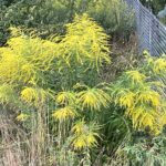 Nawłoć / Fot. Anna Głąb - Radio Kielce