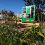 19.08.2021. Kielce. Tworzenie Zielonego zakątka w centrum Kielc. / Wiktor Taszłow / Radio Kielce