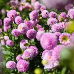 21.08.2021. Kielce. Ogród botaniczny / Wiktor Taszłow / Radio Kielce