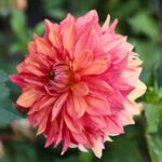 21.08.2021. Kielce. Ogród botaniczny / Wiktor Taszłow / Radio Kielce