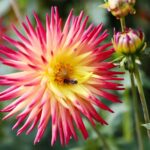 21.08.2021. Kielce. Ogród botaniczny / Wiktor Taszłow / Radio Kielce