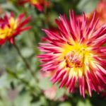 21.08.2021. Kielce. Ogród botaniczny / Wiktor Taszłow / Radio Kielce