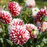 21.08.2021. Kielce. Ogród botaniczny / Wiktor Taszłow / Radio Kielce