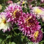 21.08.2021. Kielce. Ogród botaniczny / Wiktor Taszłow / Radio Kielce