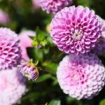 21.08.2021. Kielce. Ogród botaniczny / Wiktor Taszłow / Radio Kielce