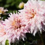 21.08.2021. Kielce. Ogród botaniczny / Wiktor Taszłow / Radio Kielce