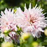 21.08.2021. Kielce. Ogród botaniczny / Wiktor Taszłow / Radio Kielce