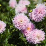 21.08.2021. Kielce. Ogród botaniczny / Wiktor Taszłow / Radio Kielce