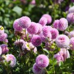 21.08.2021. Kielce. Ogród botaniczny / Wiktor Taszłow / Radio Kielce