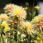 21.08.2021. Kielce. Ogród botaniczny / Wiktor Taszłow / Radio Kielce