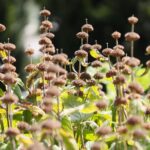 21.08.2021. Kielce. Ogród botaniczny / Wiktor Taszłow / Radio Kielce